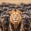 © good everyday - A majestic lion stands in front of a herd of wildebeests in a natural setting.