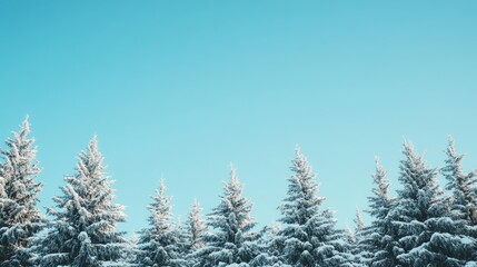 Wall Mural - Snow-covered pine trees against a clear blue winter sky, with a large area of copy space for text