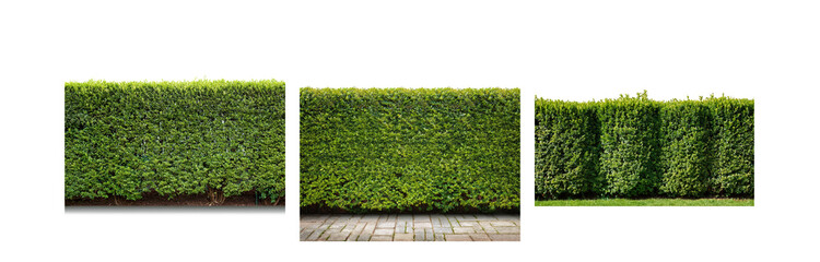 Poster - Green hedge in a row with a brick path in the middle.