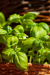 organic basil in the pot