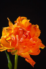 Poster - orange tulips on the black background