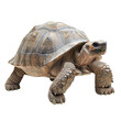 © Wattana - Gentle giant tortoise with a rugged, textured shell and slow, deliberate movements. isolated on transparency background