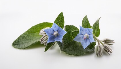 Canvas Print - borage plant cut ready to cook on white background