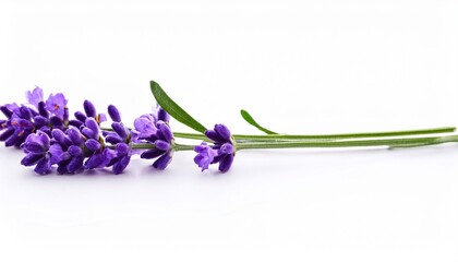 Canvas Print - lavender isolated on white background beautiful purple flowers green stem