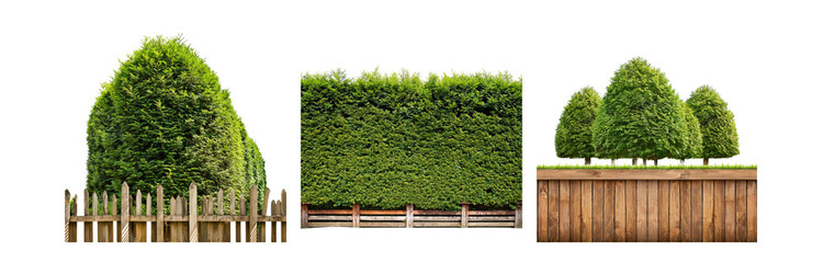 Poster - Green trees and wooden fences on a white background.