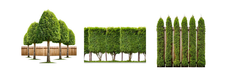 Poster - A row of six trees, trimmed into perfect globes, stand in front of a wooden fence. To the right, a row of six similar trees are planted in the fence, forming a living wall.