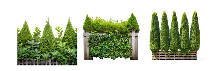 Poster - A collection of various green trees and bushes, some trimmed into conical shapes, planted along wooden fences.