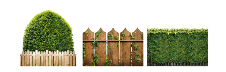Poster - A wooden fence with pointed tops is surrounded by green hedges, and a round bush sits to the left of the fence.