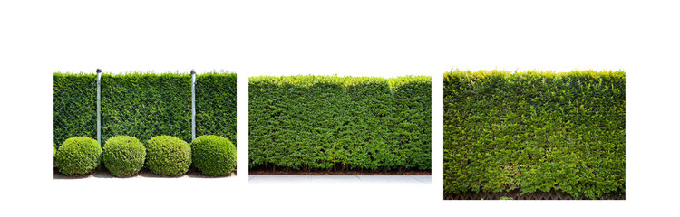 Poster - A row of three round topiary bushes, trimmed to perfection, sit in front of a dense green hedge.