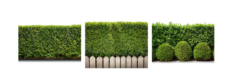 Poster - Green hedges and round bushes surround a wooden fence with white picket tops.