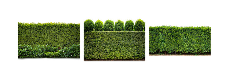 Poster - Three trimmed hedges form a wall of green against a bright white background.