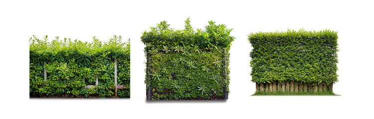Poster - Three different types of green hedges with varying fencing and backdrops.