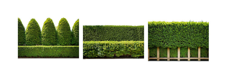 Poster - A collection of manicured green hedges, some trimmed into conical shapes, others forming a dense wall.