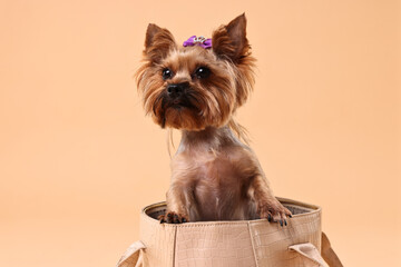 Cute Yorkshire Terrier dog in bag on beige background