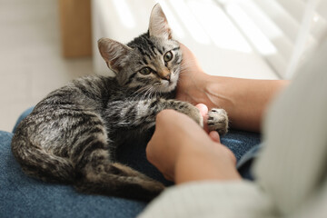 Wall Mural - Woman with cute kitten at home, closeup