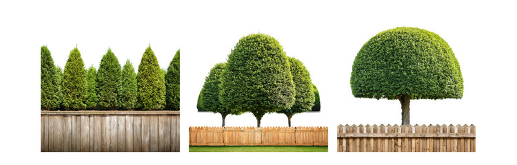 Poster - A row of green bushes sits behind a wood fence.  Behind another wood fence, a few green bushes and a rounded green tree.