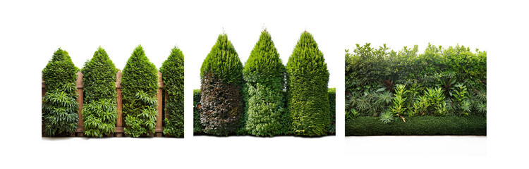 Poster - Green shrubs of various sizes and textures form a natural border.