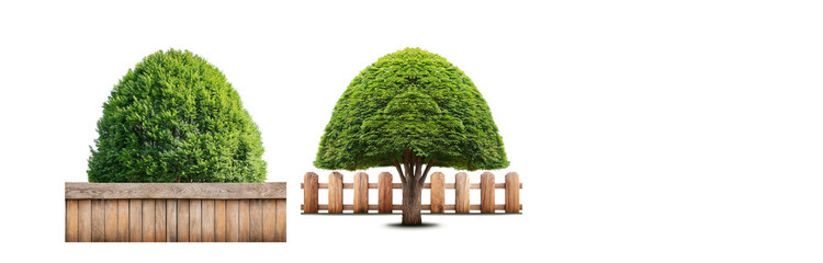 Poster - Two green trees with lush foliage are in front of a wooden fence.