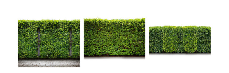 Poster - Green hedge on a white background, trimmed foliage creates a dense wall of green.