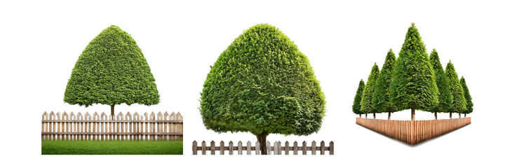 Poster - Three green trees with cone shaped tops are behind wooden fences.