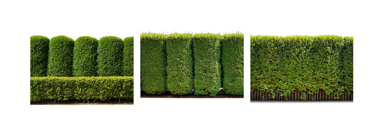 Poster - A row of trimmed hedges with a wooden fence in the background.