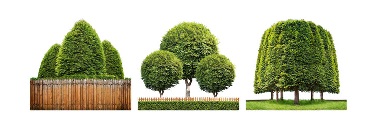 Poster - Three groups of trees trimmed into different shapes with a wooden fence in between, isolated against a white background.