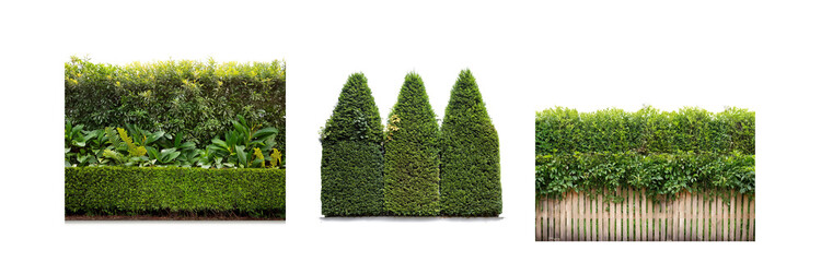 Poster - Three green, conical shrubs stand beside a white wall, flanked by dense hedges.