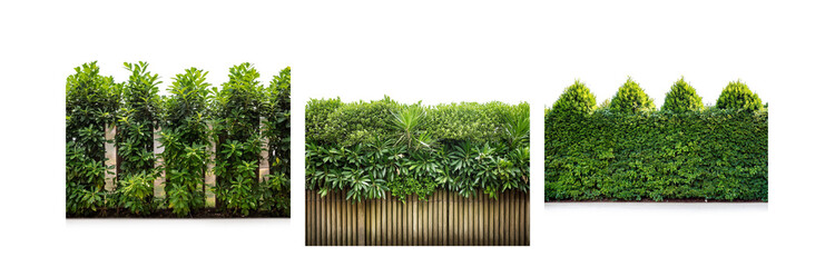 Poster - A green hedge growing along a wooden fence, showcasing various textures and shapes.