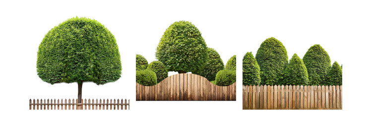 Poster - A row of green trees stand behind a wooden fence.