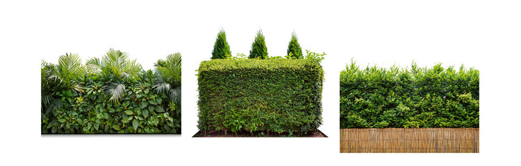 Poster - A row of three hedges, two have trees behind them, the last is behind a bamboo fence.