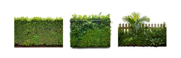Poster - Three different kinds of hedges, one with a white picket fence and a palm tree, isolated on a white background.