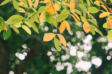 leaves in the sun