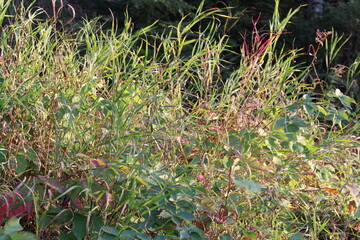 autumn leaves on the grass