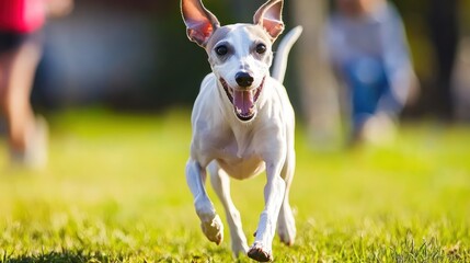 Poster - A joyful dog running in a grassy field, showcasing playfulness and energy.