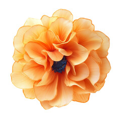 Wall Mural - abstract orange flower isolated on transparent background cutout