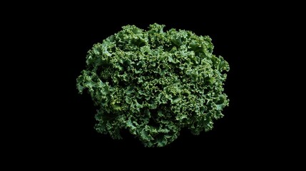 Wall Mural - A close-up view of a vibrant, textured head of kale against a dark background.