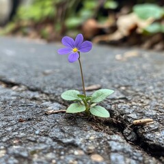 Canvas Print - A delicate purple flower grows through a crack in the pavement, symbolizing resilience.