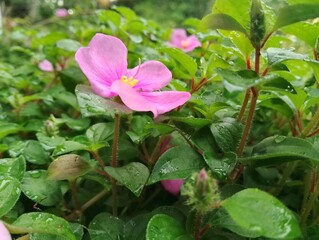 pink flower with grass