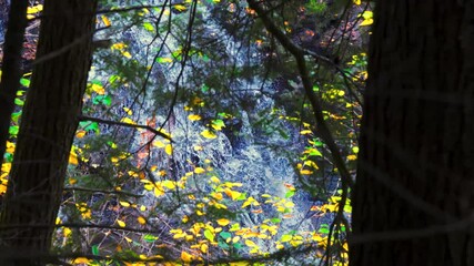 Wall Mural - View of waterfalls at Letchworth State Park in NY as seen from the eastern bank looking through the colorful leaves of Autumn.