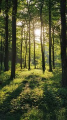  Enchanting Forest with Dappled Sunlight