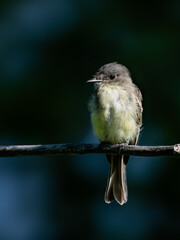 Wall Mural - Eastern Phoebe on tree branch against dark green background