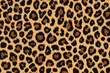 © SuriyaPhoto - leopard skin background texture, real fur retro design, close-up wild animail hair modern , isolated on white background,  , copy space for text,
