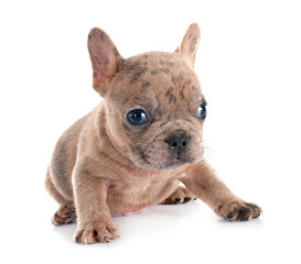 Poster - french bulldog in studio