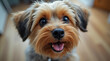 © Brutyse - A Yorkshire Terrier's Joyful Smile