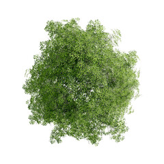 Wall Mural - tree top view plant landscape architecture nature garden aerial render.