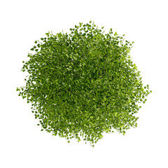 Wall Mural - tree top view plant landscape architecture nature garden aerial render.