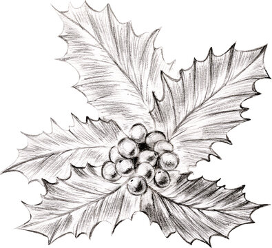 Christmas holiday berries and holly leaves. Hand-drawn pencil sketch illustration.for packaging, poster, invitation, templates.