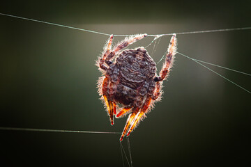 spider in the web