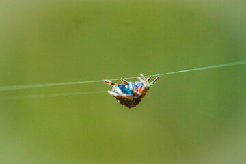 spider on a leaf