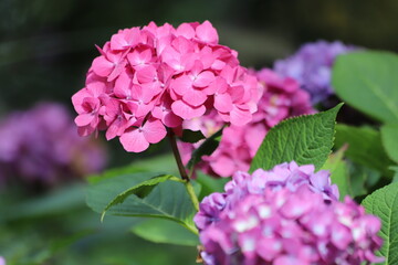 Wall Mural - Hydrangea macrophylla. Pink blooming hydrangea, Hortensia flowers.